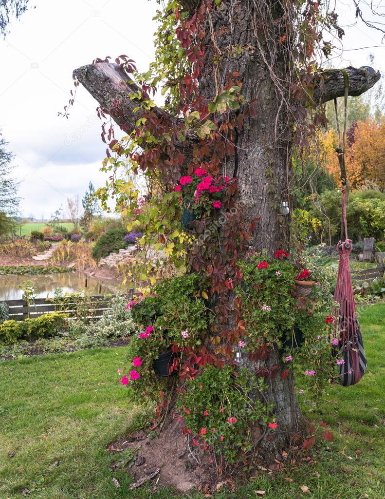 old oak trunk decorated with flower pots and overgrown with grapes and hops, garden landscape in summer