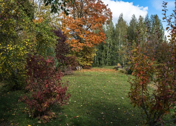 Paisagem Colorida Jardim Outono Com Grama Vazia Meio Banco Madeira — Fotografia de Stock