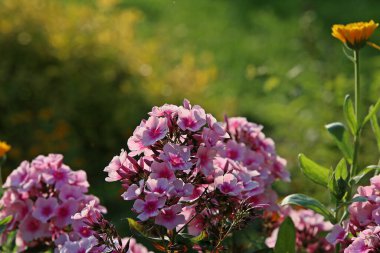 Pembe phlox, bulanık yeşil arka planda çiçek demetleri