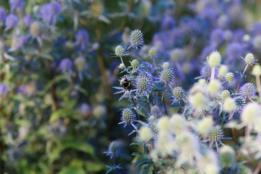 soyut bulanık arkaplan resmi mor renklerde, keskinlik sadece çiçeklerin bazı yerlerinde