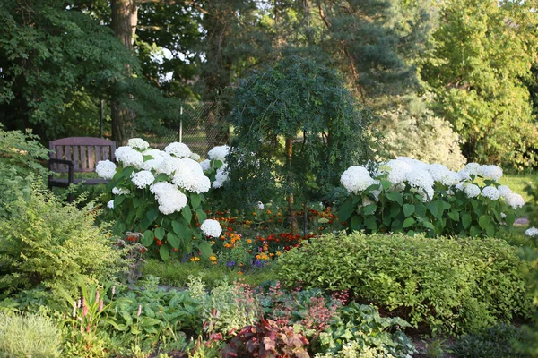 Garden Landscape Summer Day Middle Bed Hydrangeas Large White Flowers — Stock Photo, Image