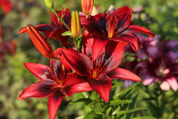 Red Asiatic Lily Close Sharpness One Flowers Blurred Green Garden — Stock Photo, Image