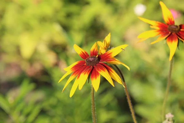 on a thin stem yellow flower with a dark red middle head and petals up to half red, sharpness on one flower, blurred green garden background