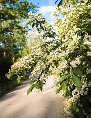 Çiçek açan kuş kirazlı çalılar yol kenarında, güneşli bahar günü, yakın plan