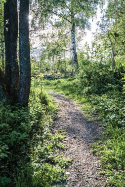 Ormanda virajlı dar bir yol var. Ağaçlar, uzun otlar, çalılar var. Önünde büyük bir huş ağacı var.