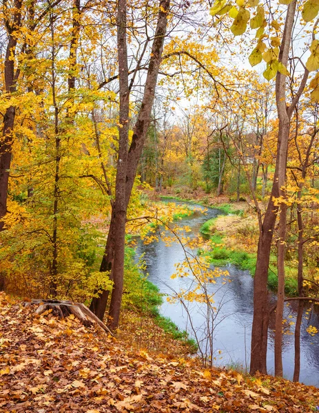 Small Winding River Park Autumn Natural Landscape Day View Trees — Stock Photo, Image