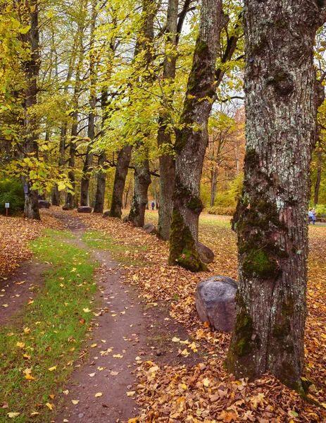 나무들의 골목길을 지나는 공원의 나뭇잎 — 스톡 사진