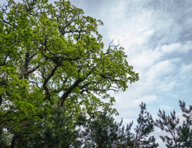 Baharda açık yeşil yapraklı büyük meşe, aşağıdan bulutlu bir arka planda görünüyor.