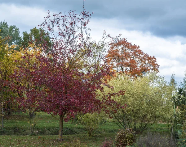 Árvore Maçã Decorativa Vermelha Jardim Outono Lado Salgueiro Decorativo Paisagem — Fotografia de Stock