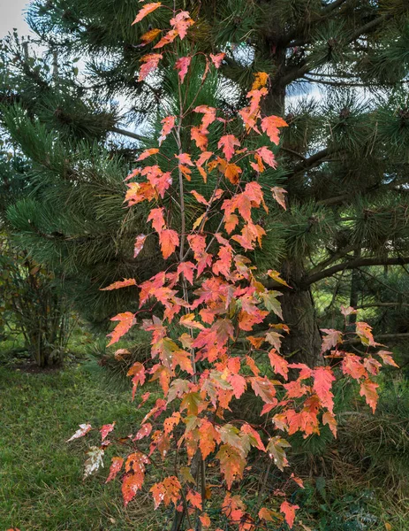 濃い松の背景に赤の葉を持つ装飾的なメイプル — ストック写真