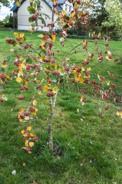 Δέντρο Της Sorbus Aria Lutescens Φρούτα Και Κίτρινα Φύλλα — Φωτογραφία Αρχείου
