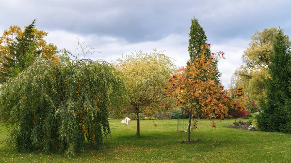 Skupina Tří Stromů Okrasné Zahradě Bříza Horský Popel Svěšenými Větvemi — Stock fotografie