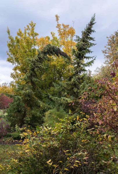 Διάφορα Φυλλοβόλα Δέντρα Φθινοπωρινά Χρωματιστά Φύλλα Ποικιλία Χρωμάτων Στον Διακοσμητικό — Φωτογραφία Αρχείου