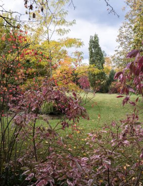Sonbahar yaprakları ile çeşitli yapraklar; süs bahçesinde çeşitli renkler.