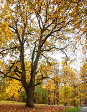 Parkta kalın dalları ve sarı yaprakları olan büyük bir ağaç, altındaki çimenlikte birçok yaprak; sonbahar manzarası ağaçlarla kaplı parklarda