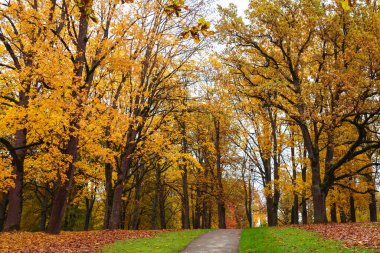 Büyük ağaçların arasındaki patika, sonbahar günü parkta, sarı yapraklar