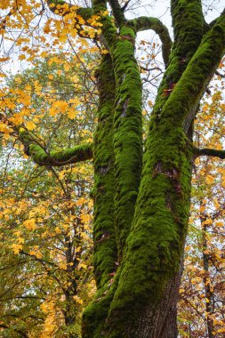 Büyük bir ağaç gövdesinde parlak yeşil yosun, aşağıdan yukarıya, sonbahar günü