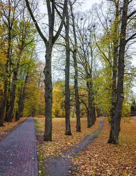 Ścieżka Przez Aleję Dużych Drzew Jesienny Dzień Parku Żółte Liście — Zdjęcie stockowe