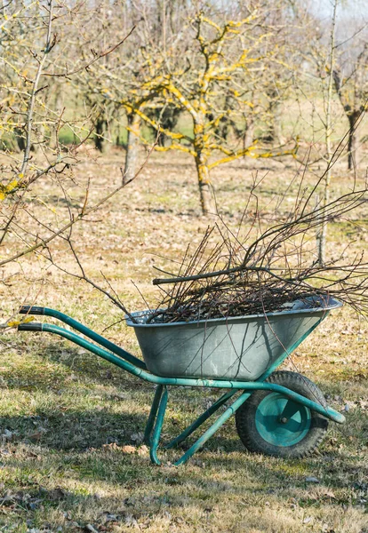 Wheelbarrow Loaded Water Branches Cut Apples Garden Work Spring — Stock Photo, Image
