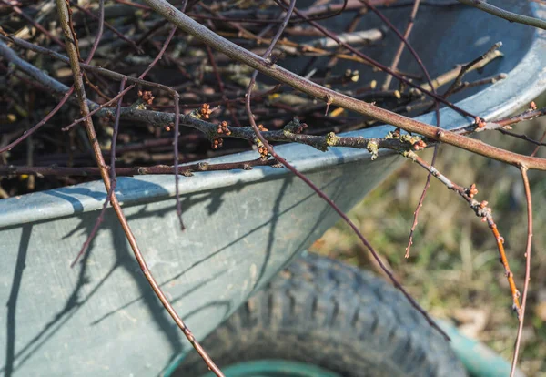 Wheelbarrow Loaded Water Branches Cut Apples Garden Work Spring — Stock Photo, Image