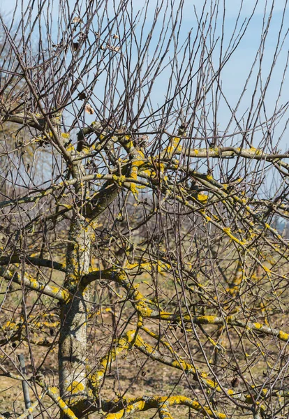 apple tree with thickly grown water branches; uncut branches in an apple orchard