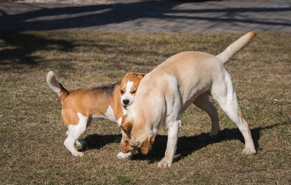 Žlutý Labrador Malý Bígl Hrát Dvorku — Stock fotografie