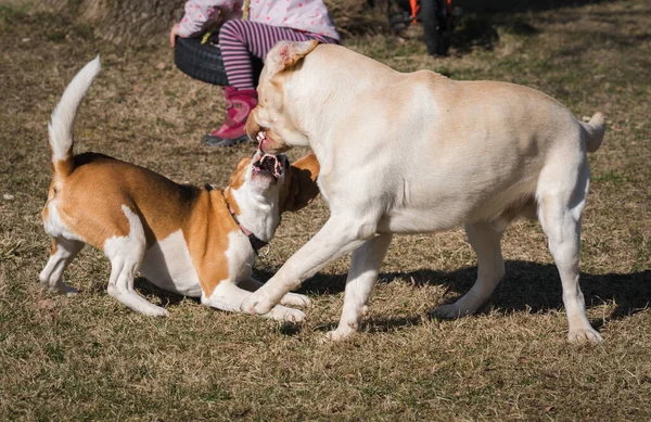 黄色拉布拉多和小猎犬在后院玩耍 — 图库照片
