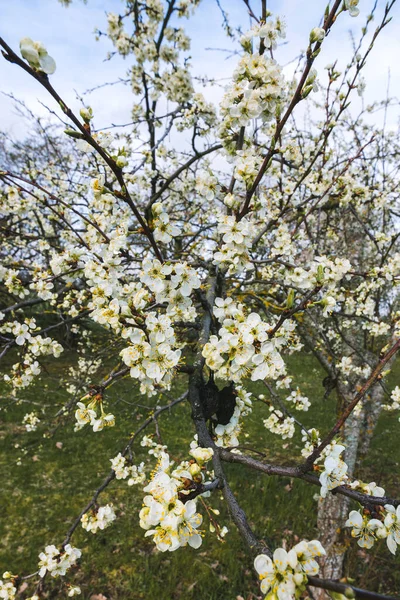 flowering plum tree, branches with flowers close-up, focus and sharpness in the middle