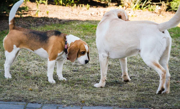 两只狗站在那里 一只小猎犬和一只拉布拉多犬 — 图库照片