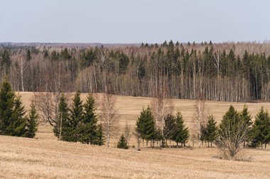 Kırsal çayır manzarası ve uzaktaki ormanlar, yapraksız ağaçlar.