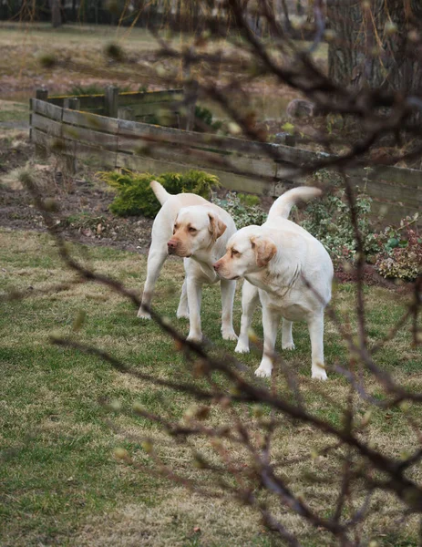 两只黄色的拉布拉多犬相邻地站在一起 看着什么东西 — 图库照片