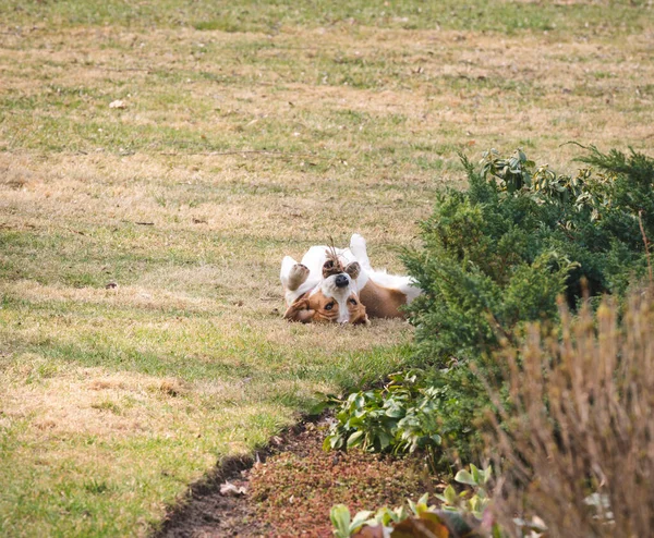 Pequeno Beagle Está Deitado Gramado Cabeça Para Baixo Brincando Com — Fotografia de Stock
