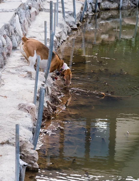 the beagle stands on concrete steps and drinks water from the pond