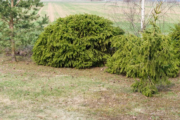 Pruned Shaped Bulb Spruce Garden Thickly Overgrown — Stock Photo, Image