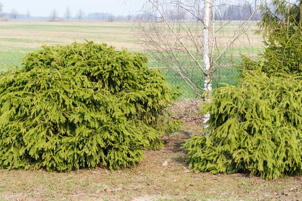 Pruned Shaped Bulb Spruce Garden Thickly Overgrown — Stock Photo, Image