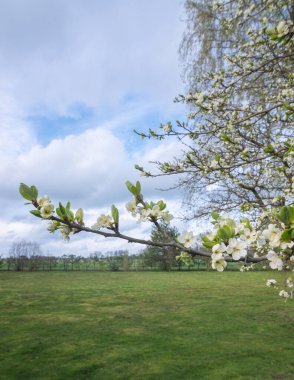 Mavi gökyüzünün arka planında çiçekli erik dalları