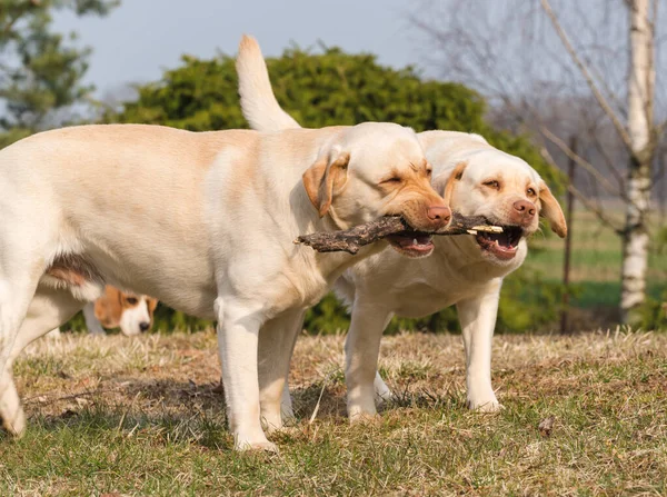 两只黄色的拉布拉多猎犬在花园里用一根木制的鸽子玩耍 — 图库照片