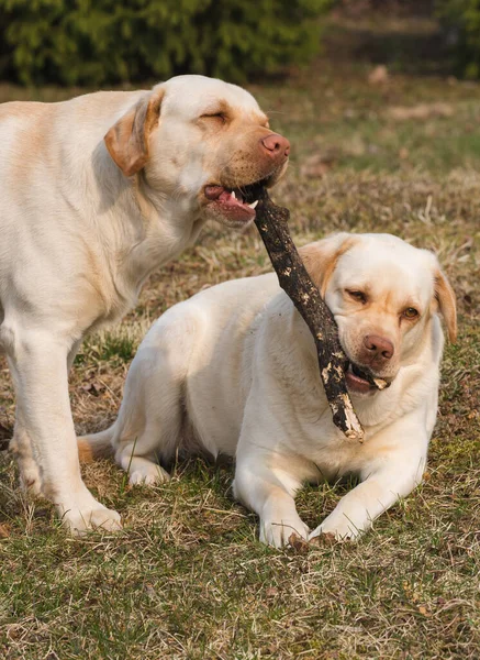 Dos Perros Labradores Amarillos Juegan Con Una Espiga Madera Jardín —  Fotos de Stock