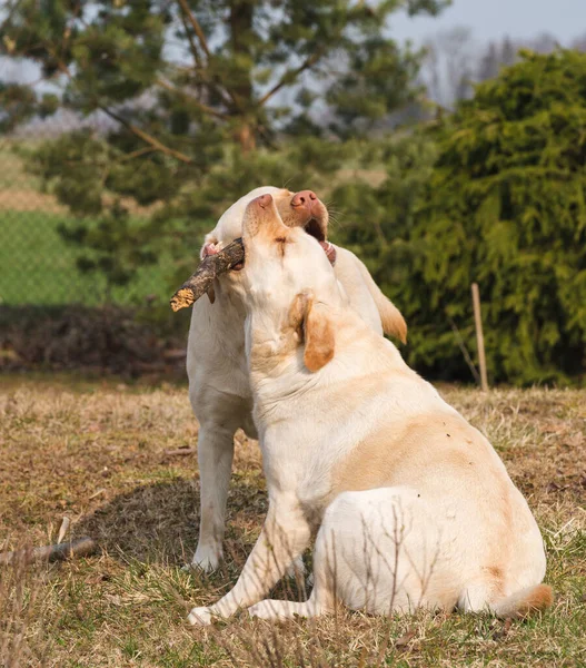 Dos Perros Labradores Amarillos Juegan Con Una Espiga Madera Jardín —  Fotos de Stock