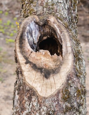 Bahçedeki bir elma ağacının gövdesinde eski bir çürük. Kesik bir dalın yerinde.