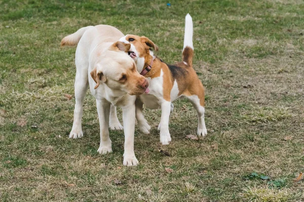 Bir Köpeği Sarı Bir Labrador Gün Boyunca Bahçede Oynaşıyorlar — Stok fotoğraf