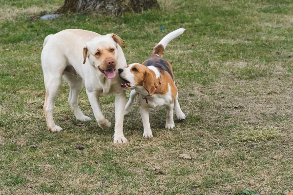 Beagle Labrador Amarelo Jogam Com Outro Jardim Durante Dia — Fotografia de Stock