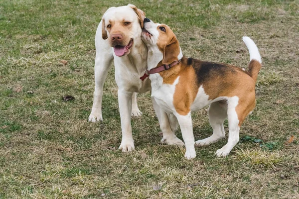 一只小猎犬和一只黄色的拉布拉多犬白天在花园里玩耍 — 图库照片
