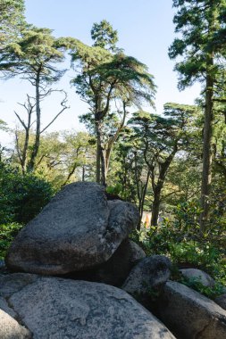 Portekiz parkında büyük ağaçlar, arka planda açık gökyüzü, önünde büyük taşlar.