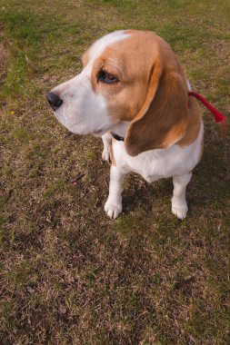 Av köpeği av köpeği, kahverengi zeminde oturuyor ve bize bakmıyor.