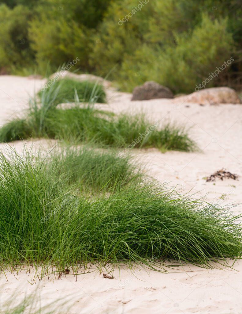 large green clusters in dunes, long bent dunes; marram grass; european beach grass