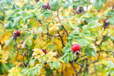 Sonbahar çalılarının üzerinde güzel bir gül ağacı.