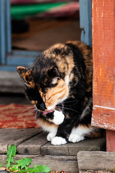 Katt tvår sig — Stockfoto