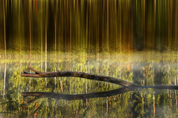 Paisagem florestal mística com um tronco de árvore — Fotografia de Stock