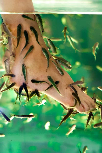 Garra rufa behandelte Füße im Aquarium — Stockfoto